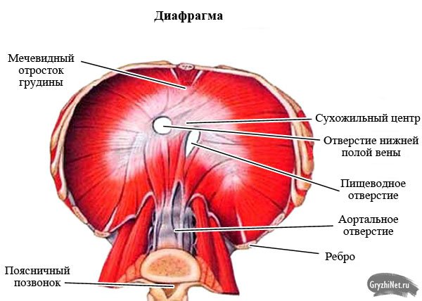 схематическое изображение диафрагмы